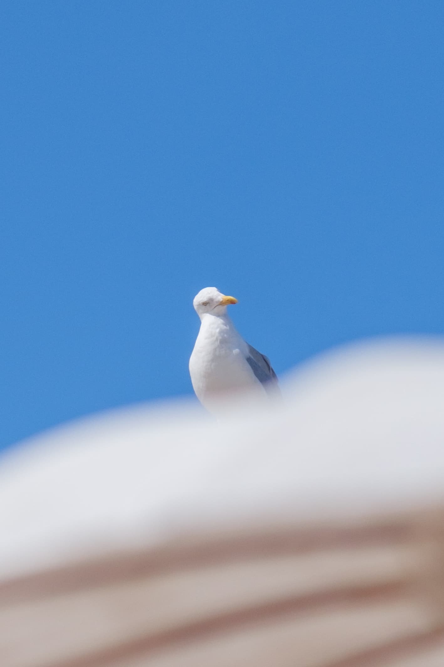 56mm · f/1.4 · 1/7500s · ISO 200
FUJIFILM X-T5 · SIGMA 56mm F1.4 DC DN | Contemporary 018 · Sep 7, 2024
White seagull perched on a beach umbrella against clear blue sky.
Zandvoort, Netherlands
© Brandon Cook