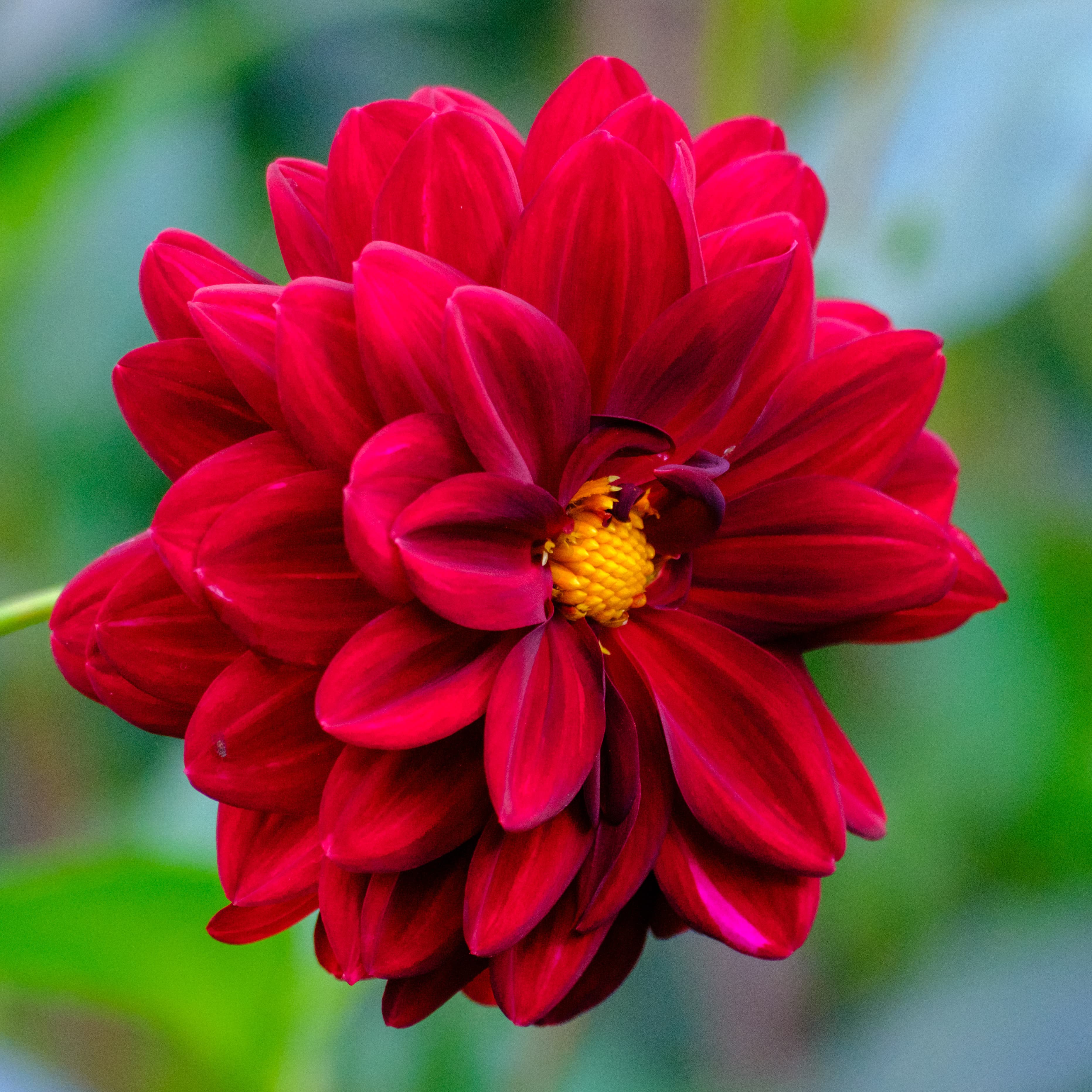 300mm · f/5.6 · 1/250s · ISO 2000
FUJIFILM X-T5 · XF70-300mmF4-5.6 R LM OIS WR · Oct 11, 2024
Vibrant red dahlia flower with a bright yellow center.
Hortus Botanicus Amsterdam, Netherlands
© Brandon Cook