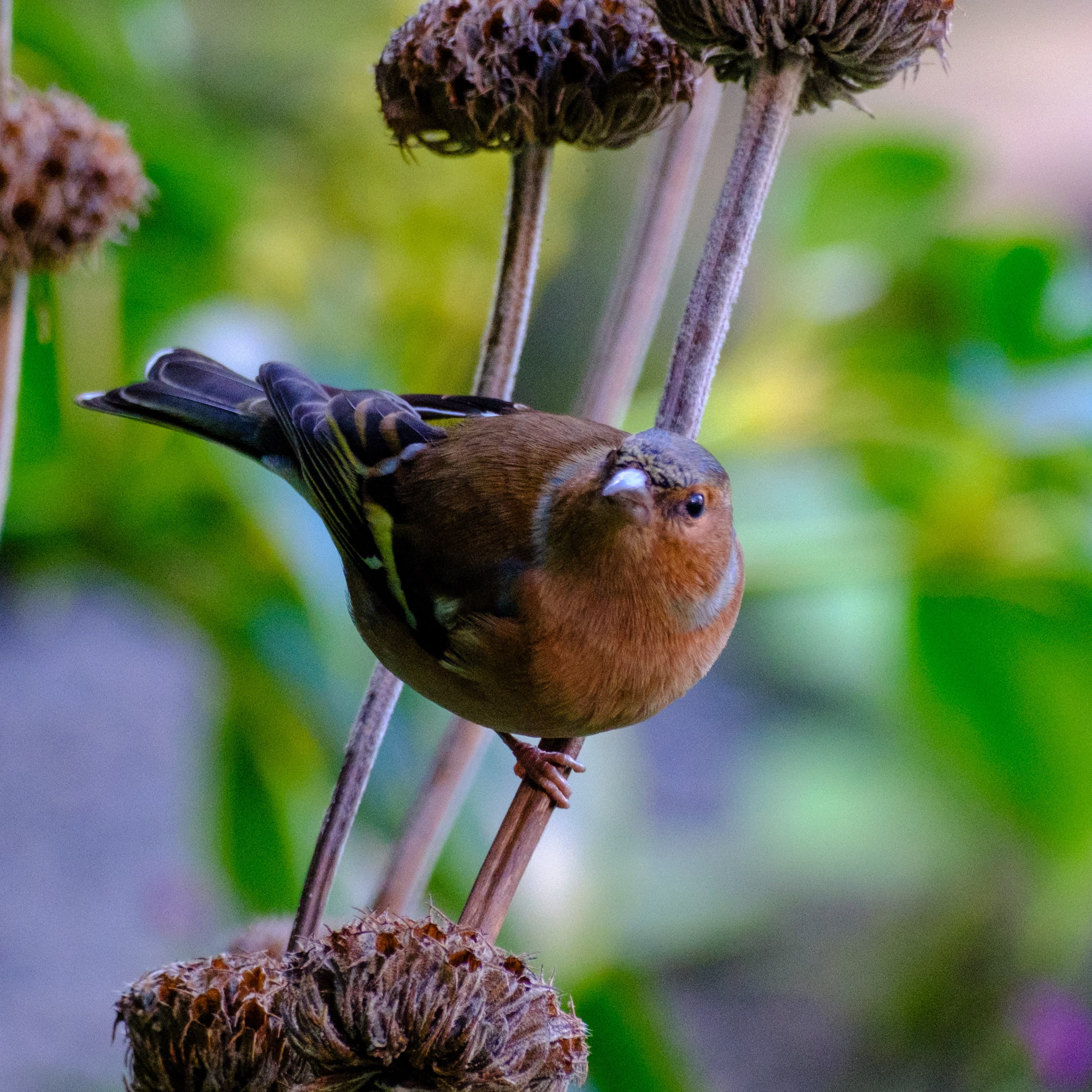 300mm · f/5.6 · 1/250s · ISO 2500
FUJIFILM X-T5 · XF70-300mmF4-5.6 R LM OIS WR · Oct 11, 2024
Small bird perched on vertical stems with dry flower heads.
Hortus Botanicus Amsterdam, Netherlands
© Brandon Cook