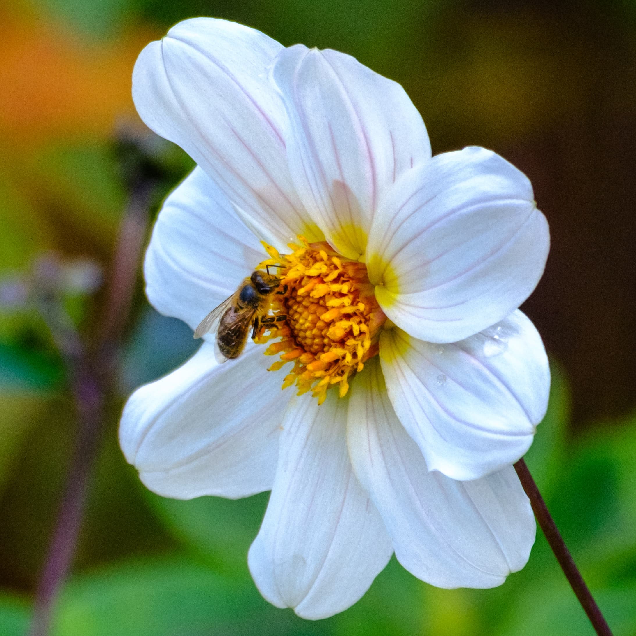 300mm · f/5.6 · 1/250s · ISO 1250
FUJIFILM X-T5 · XF70-300mmF4-5.6 R LM OIS WR · Oct 11, 2024
A honeybee on a white flower's bright yellow center.
Hortus Botanicus Amsterdam, Netherlands
© Brandon Cook