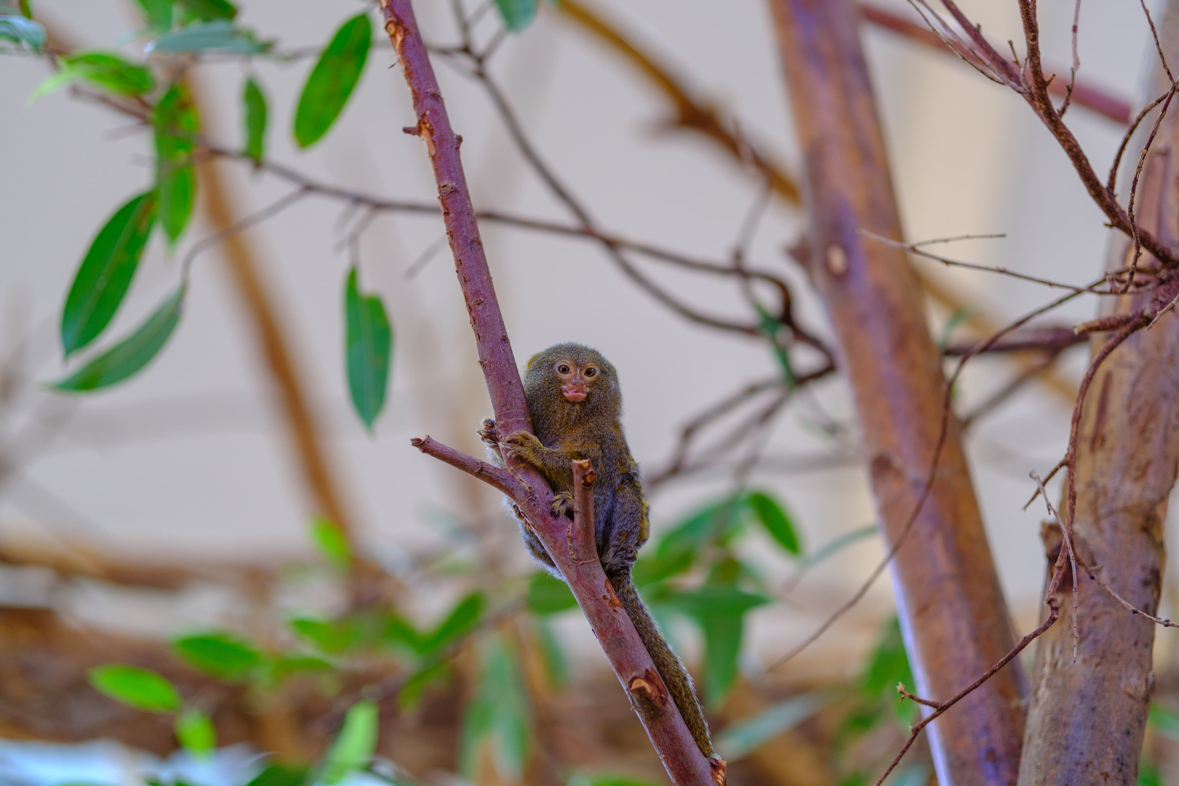 56mm · f/1.4 · 1/125s · ISO 200
FUJIFILM X-T5 · SIGMA 56mm F1.4 DC DN | Contemporary 018 · Aug 10, 2024
Tiny pygmy marmoset clinging to a slender tree branch.
Artis Zoo, Netherlands
© Brandon Cook