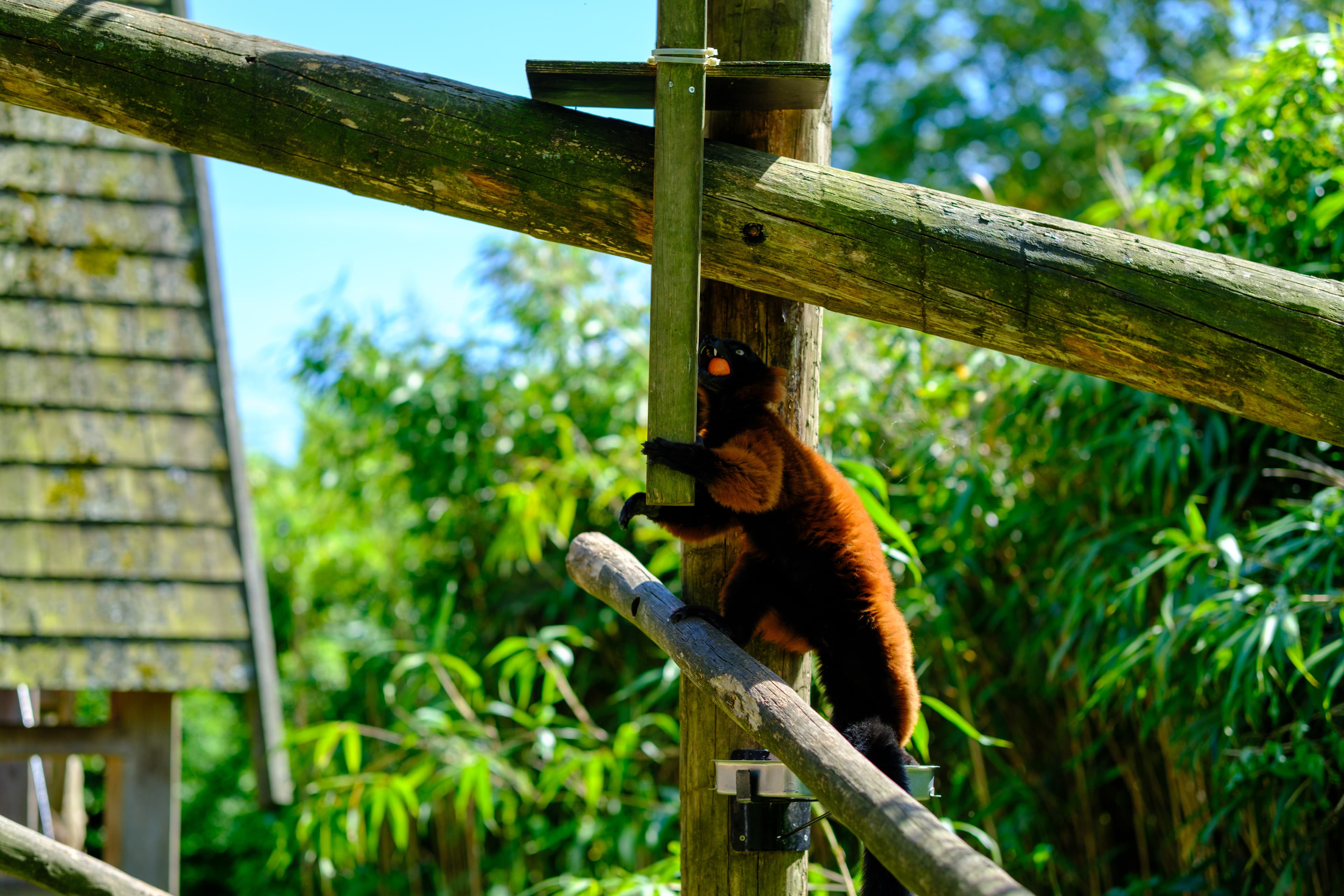 56mm · f/2 · 1/1250s · ISO 125
FUJIFILM X-T5 · SIGMA 56mm F1.4 DC DN | Contemporary 018 · Aug 10, 2024
Red ruffed lemur climbs wooden poles with fruit in mouth.
Artis Zoo, Netherlands
© Brandon Cook