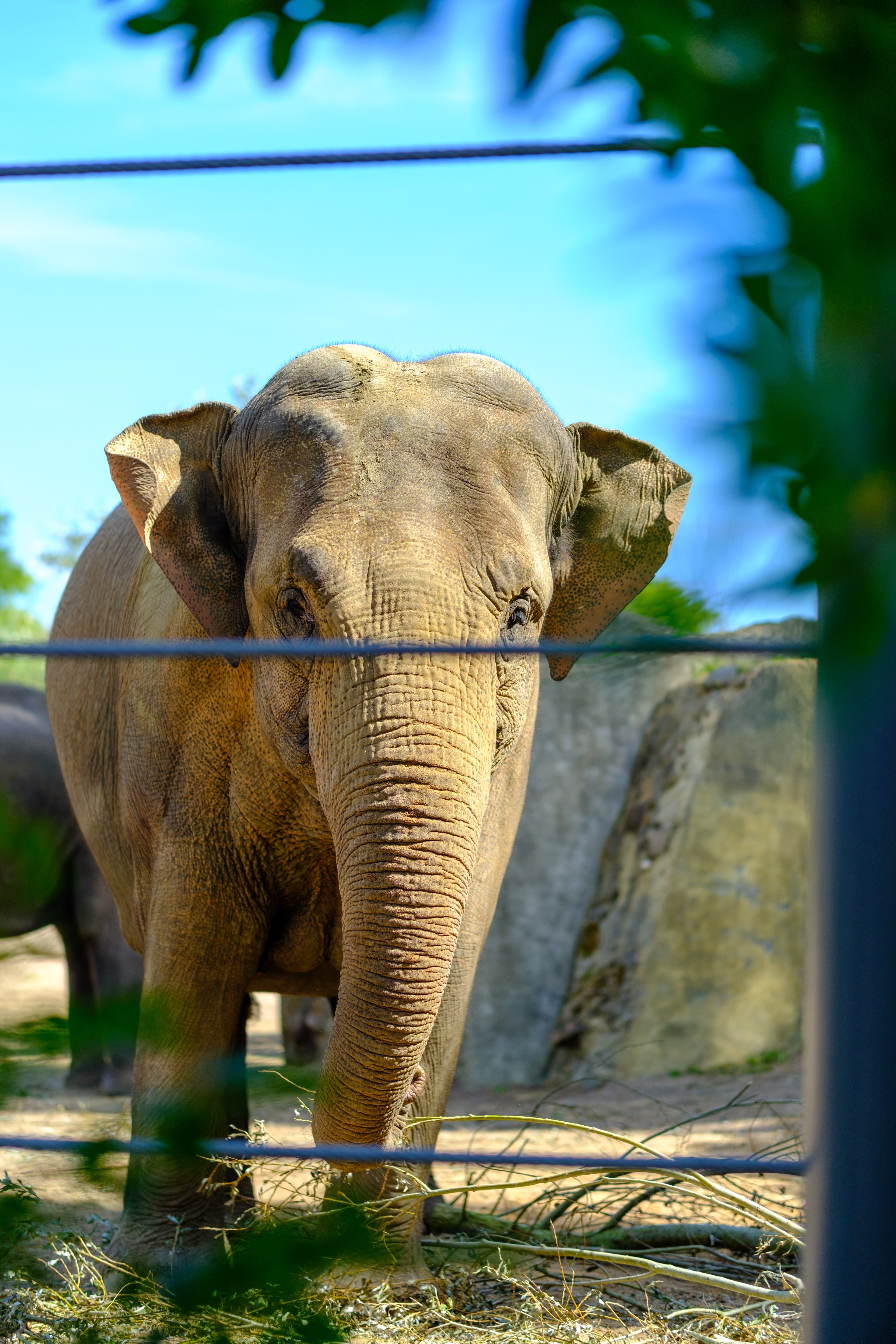 56mm · f/1.4 · 1/3800s · ISO 125
FUJIFILM X-T5 · SIGMA 56mm F1.4 DC DN | Contemporary 018 · Aug 10, 2024
Large elephant standing behind a wire fence in a zoo.
Artis Zoo, Netherlands
© Brandon Cook
