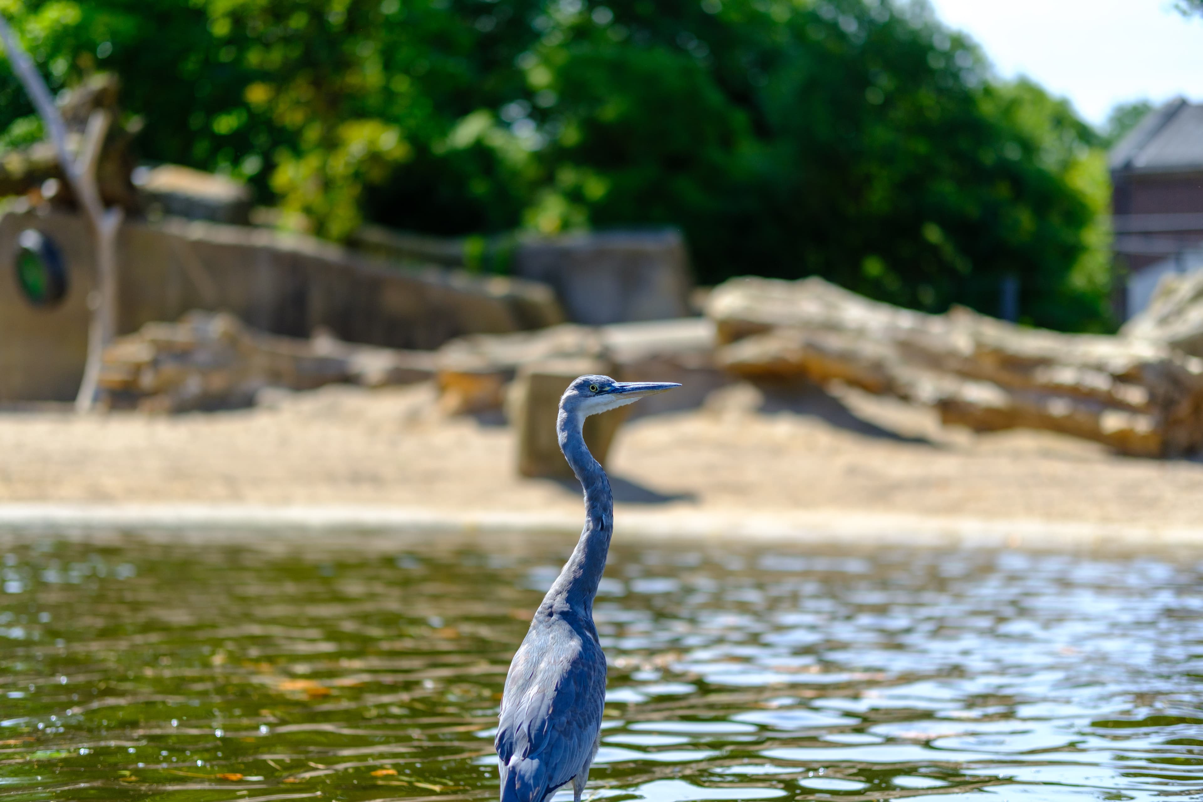 56mm · f/1.4 · 1/4700s · ISO 125
FUJIFILM X-T5 · SIGMA 56mm F1.4 DC DN | Contemporary 018 · Aug 10, 2024
Grey heron standing in water with trees in the background.
Artis Zoo, Netherlands
© Brandon Cook