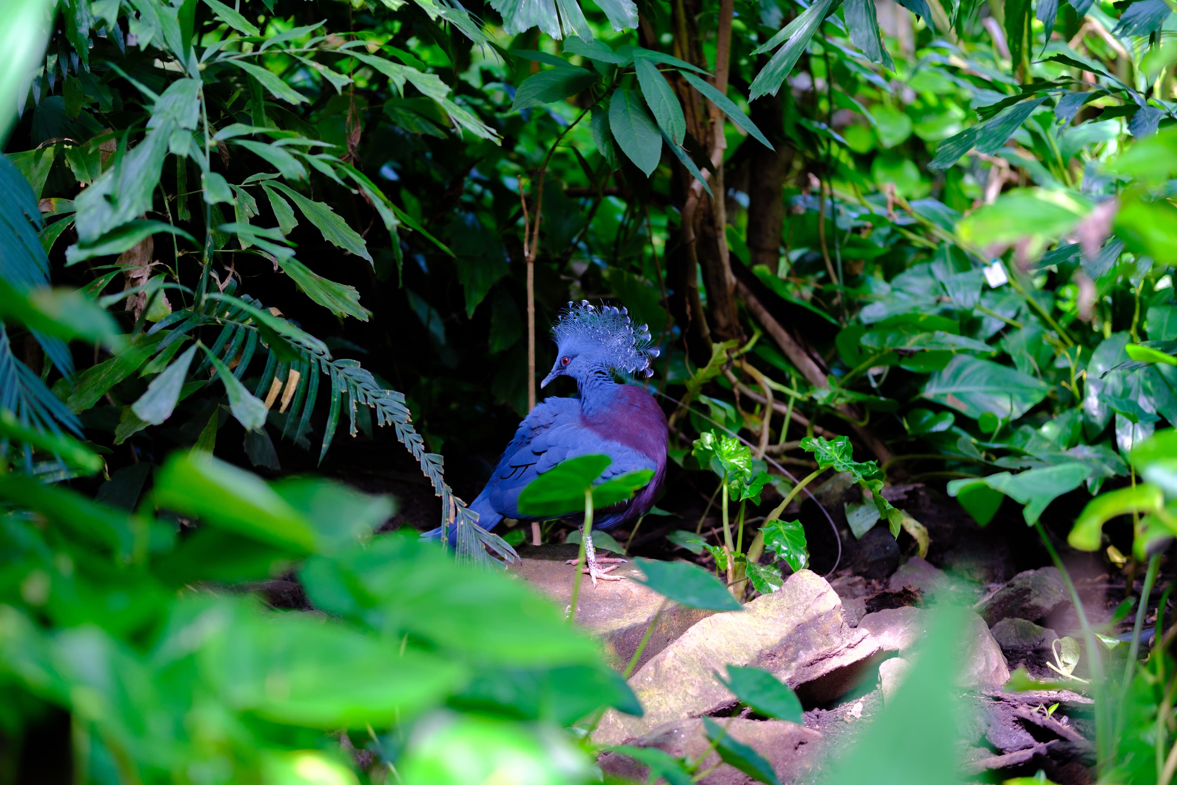 56mm · f/1.4 · 1/125s · ISO 160
FUJIFILM X-T5 · SIGMA 56mm F1.4 DC DN | Contemporary 018 · Aug 10, 2024
Vibrant blue Victoria crowned pigeon standing amidst lush green foliage.
Artis Zoo, Netherlands
© Brandon Cook