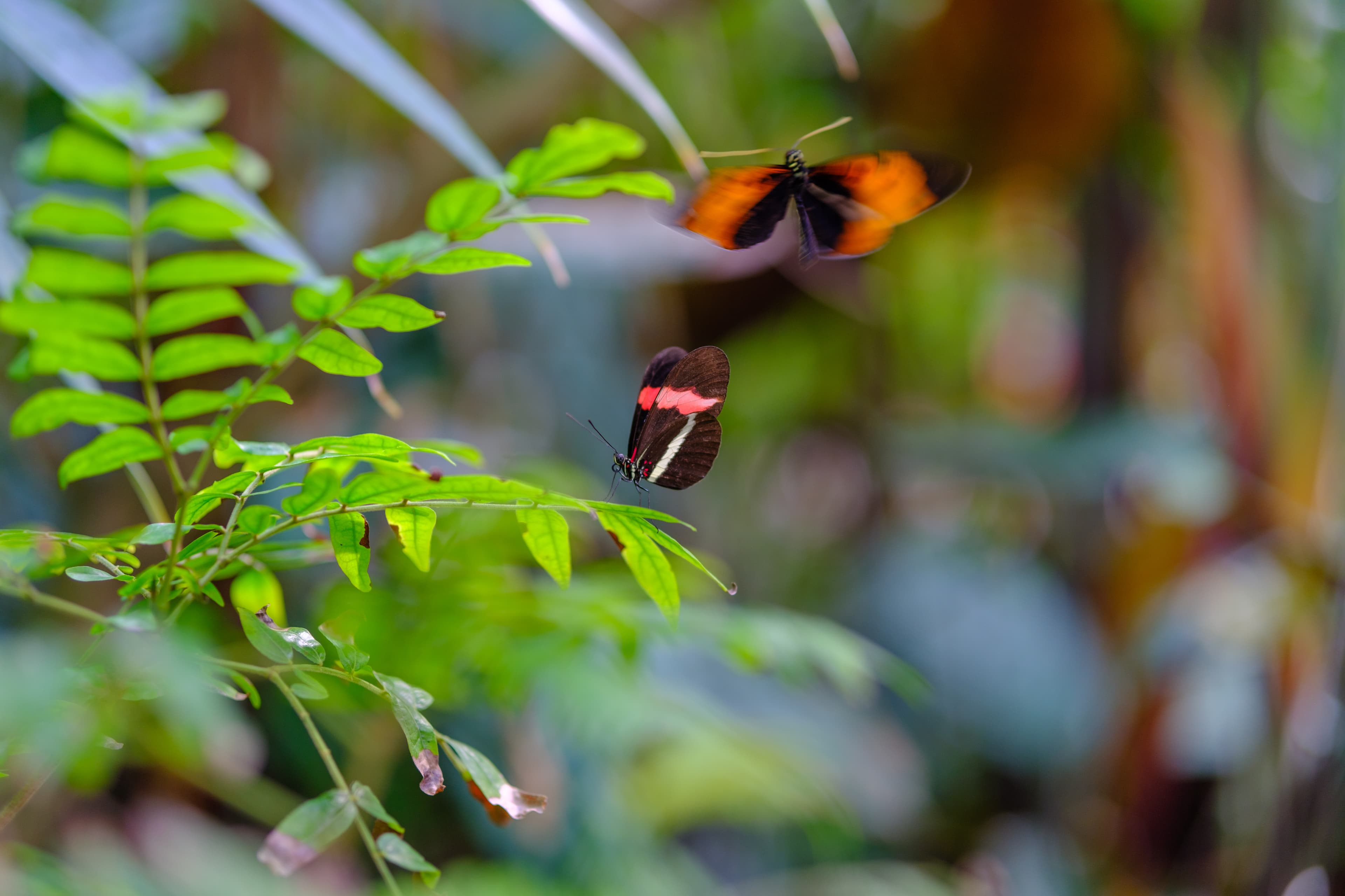 56mm · f/1.4 · 1/125s · ISO 125
FUJIFILM X-T5 · SIGMA 56mm F1.4 DC DN | Contemporary 018 · Aug 10, 2024
One orange butterfly flies while another rests on green leaves.
Artis Zoo, Netherlands
© Brandon Cook