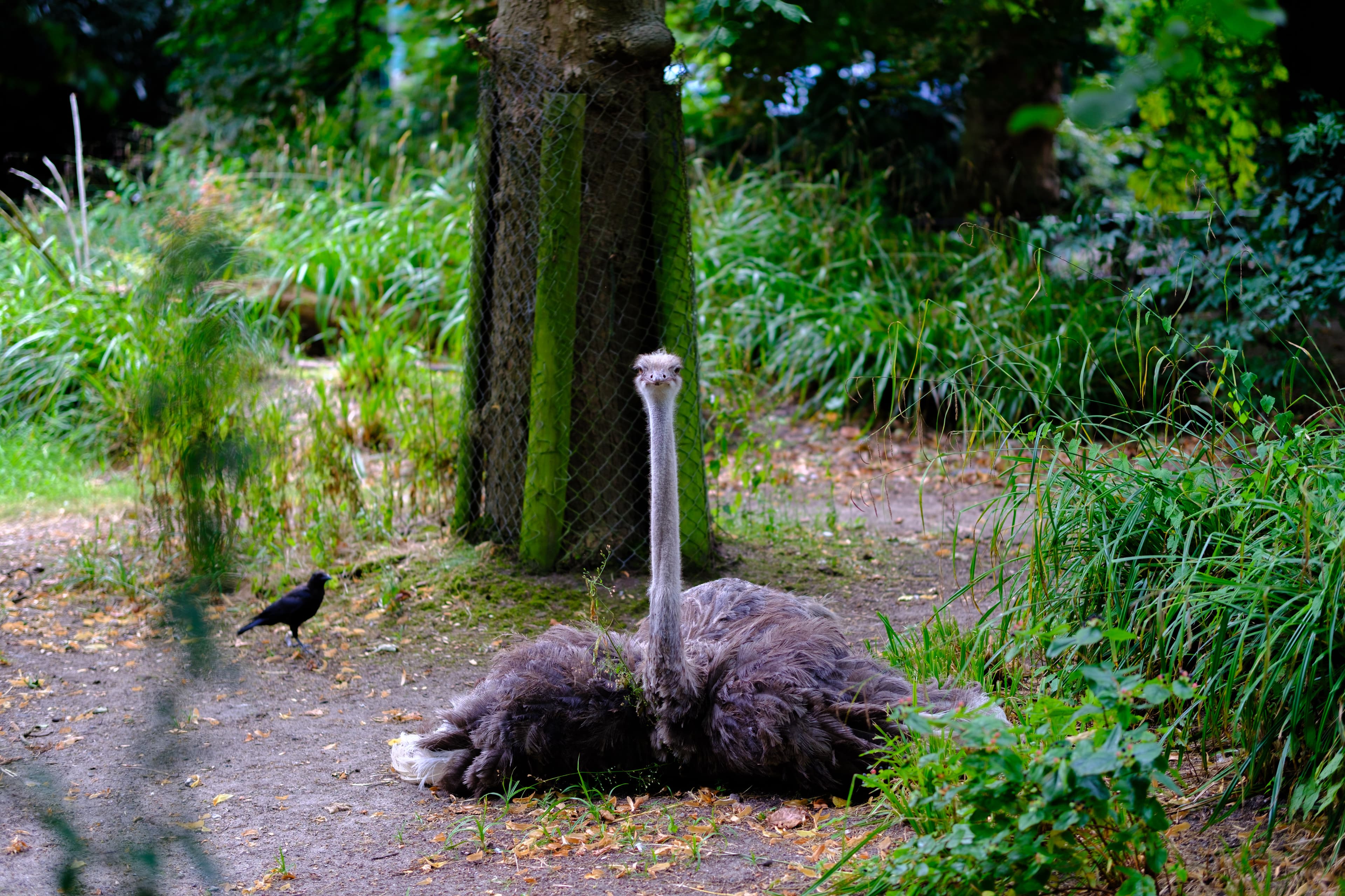 56mm · f/1.4 · 1/340s · ISO 125
FUJIFILM X-T5 · SIGMA 56mm F1.4 DC DN | Contemporary 018 · Aug 10, 2024
An ostrich sits upright on the ground near a crow.
Artis Zoo, Netherlands
© Brandon Cook