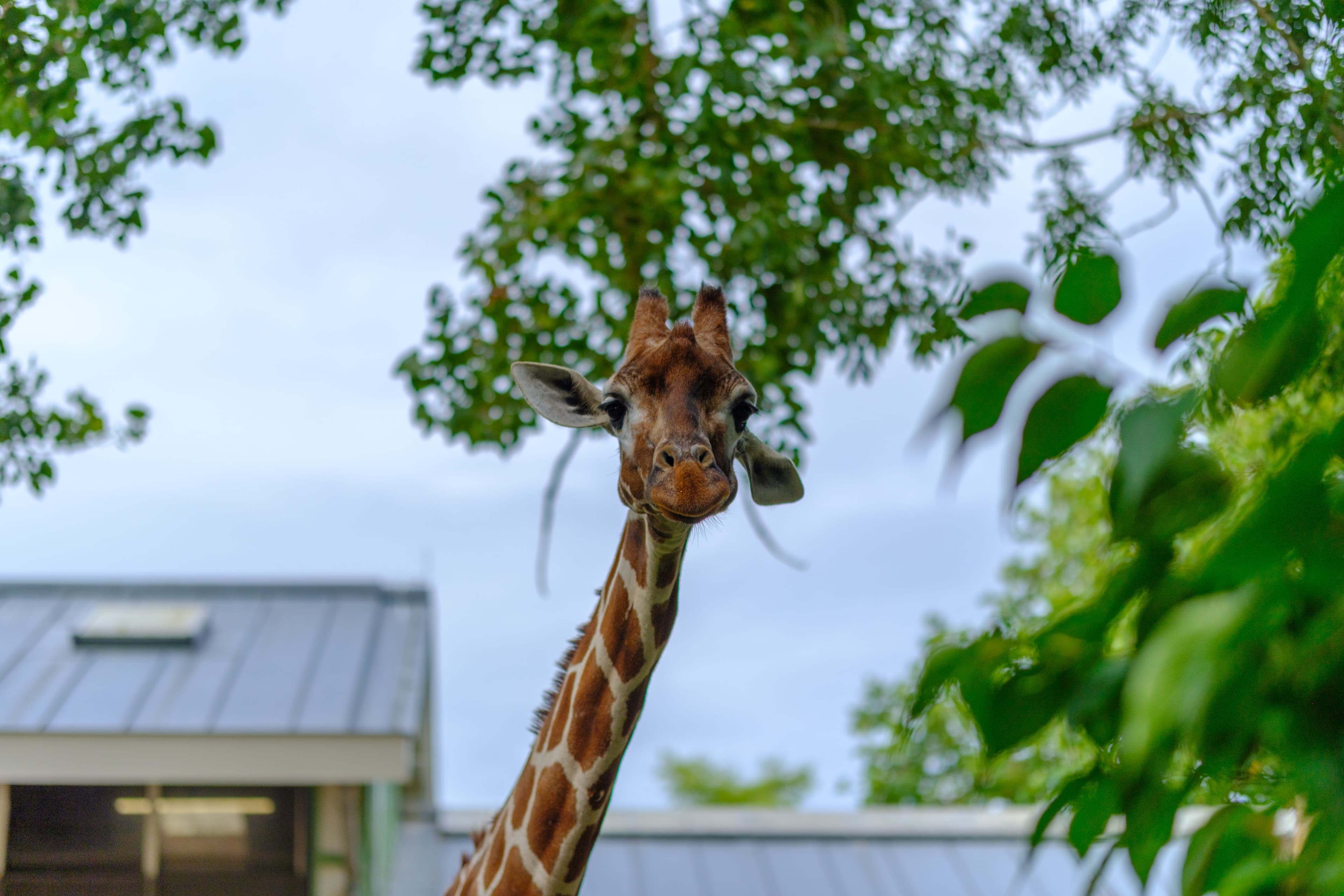 56mm · f/1.4 · 1/8000s · ISO 125
FUJIFILM X-T5 · SIGMA 56mm F1.4 DC DN | Contemporary 018 · Aug 10, 2024
Close-up of a giraffe looking directly at the camera.
Artis Zoo, Netherlands
© Brandon Cook