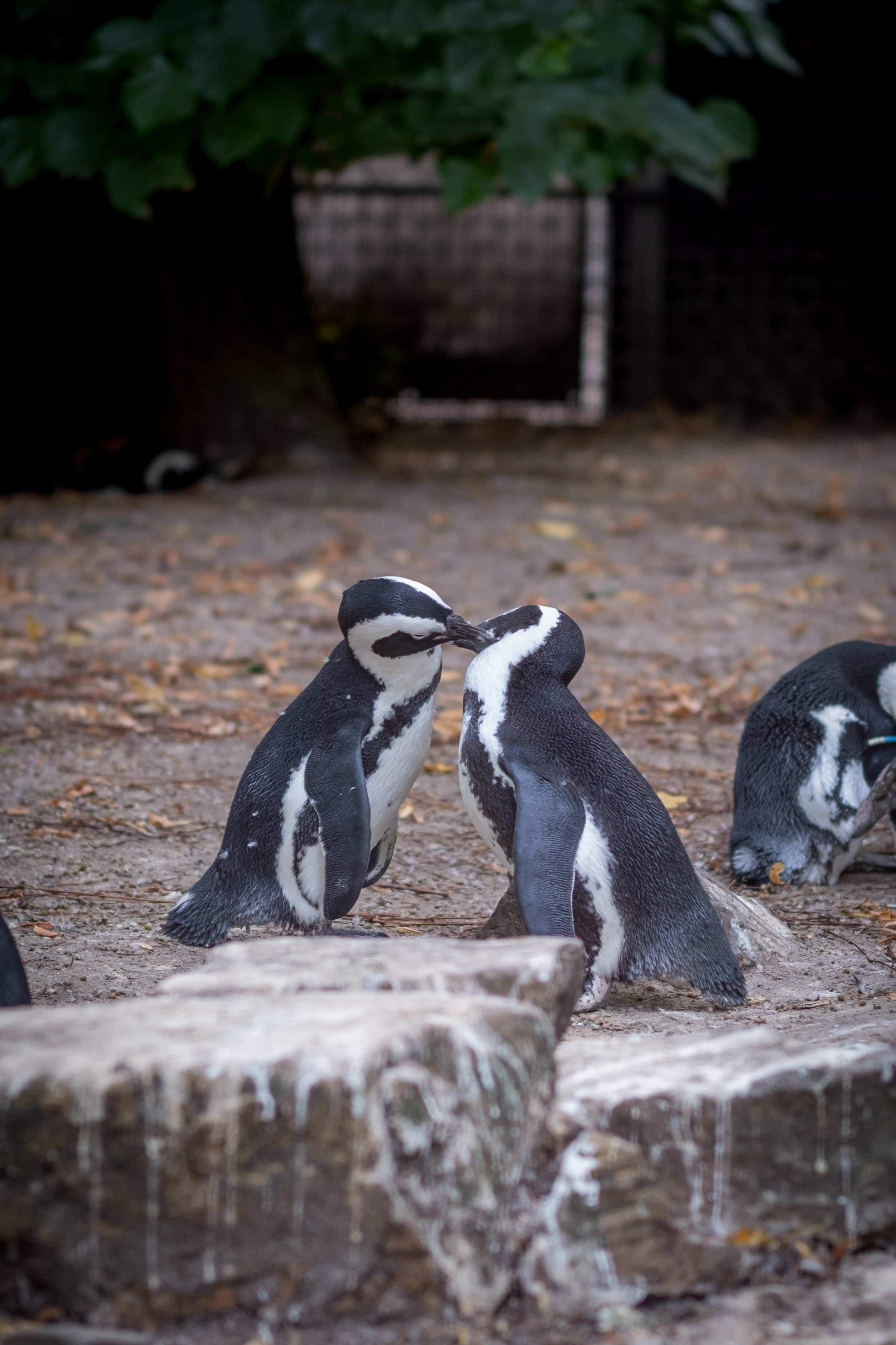 56mm · f/1.4 · 1/320s · ISO 125
FUJIFILM X-T5 · SIGMA 56mm F1.4 DC DN | Contemporary 018 · Aug 10, 2024
Two penguins touching beaks in an affectionate pose.
Artis Zoo, Netherlands
© Brandon Cook
