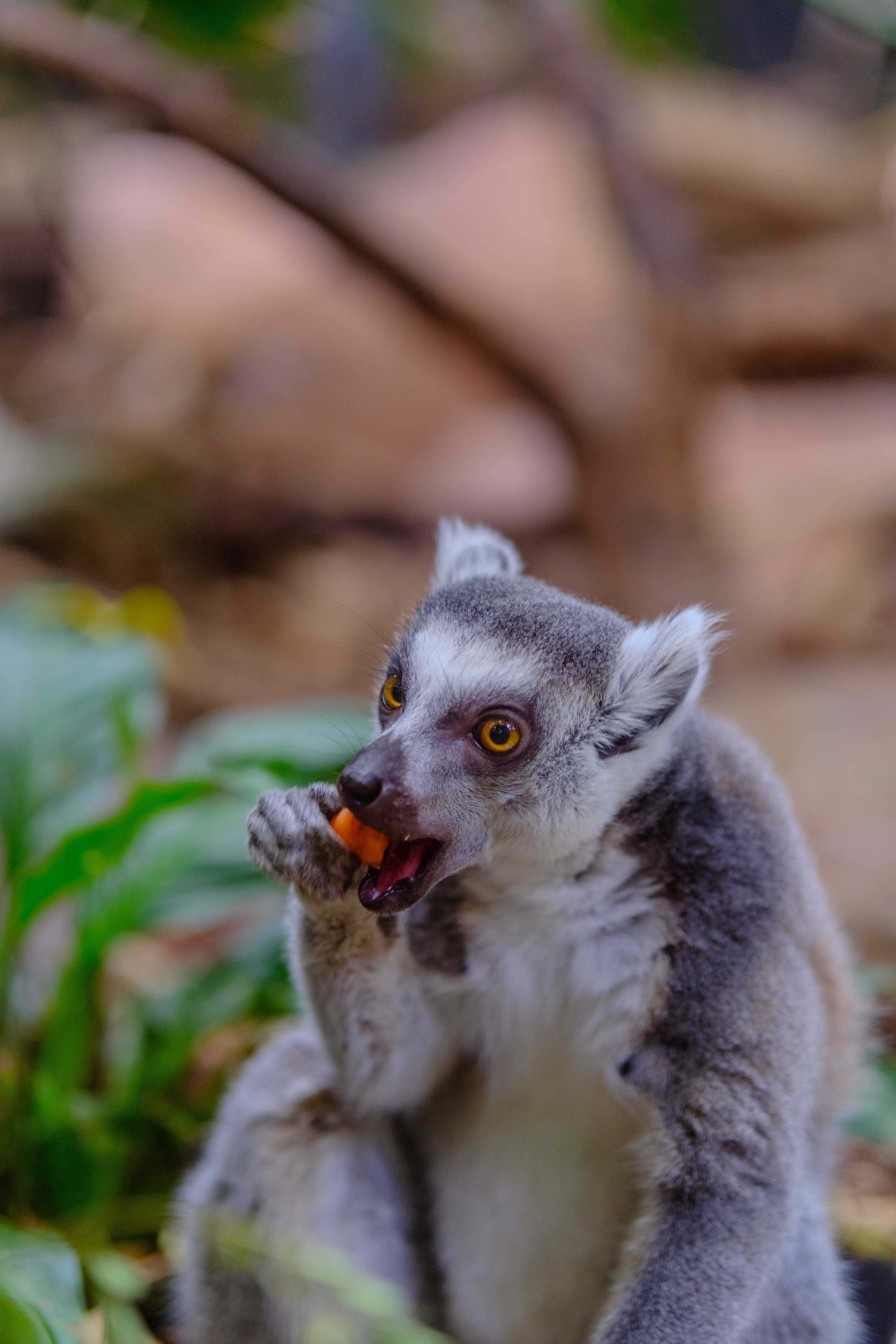 56mm · f/1.4 · 1/125s · ISO 800
FUJIFILM X-T5 · SIGMA 56mm F1.4 DC DN | Contemporary 018 · Aug 10, 2024
A ring-tailed lemur eating a piece of orange carrot.
Artis Zoo, Netherlands
© Brandon Cook