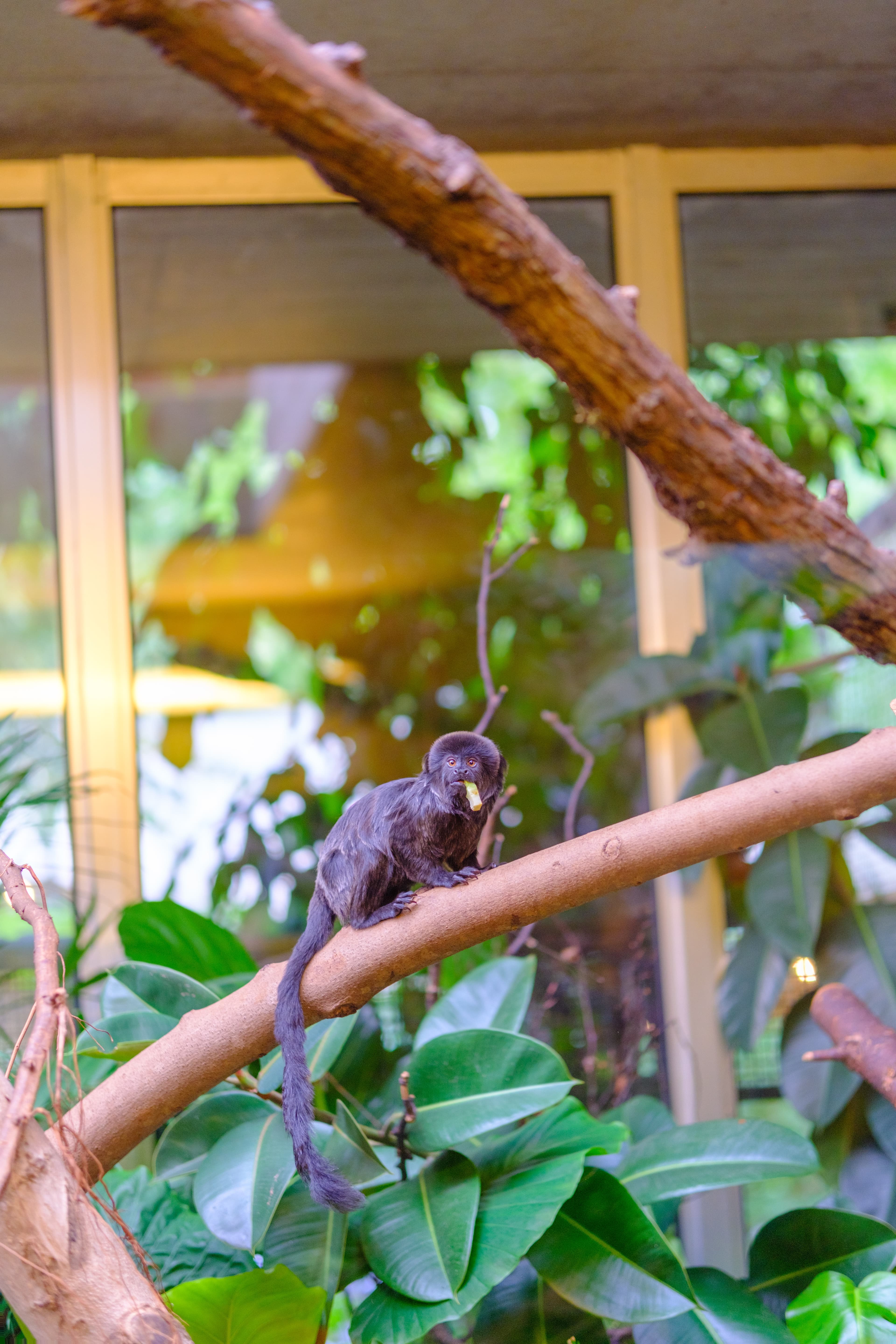 56mm · f/1.4 · 1/125s · ISO 500
FUJIFILM X-T5 · SIGMA 56mm F1.4 DC DN | Contemporary 018 · Aug 10, 2024
Tiny black monkey sitting on a branch holding food.
Artis Zoo, Netherlands
© Brandon Cook