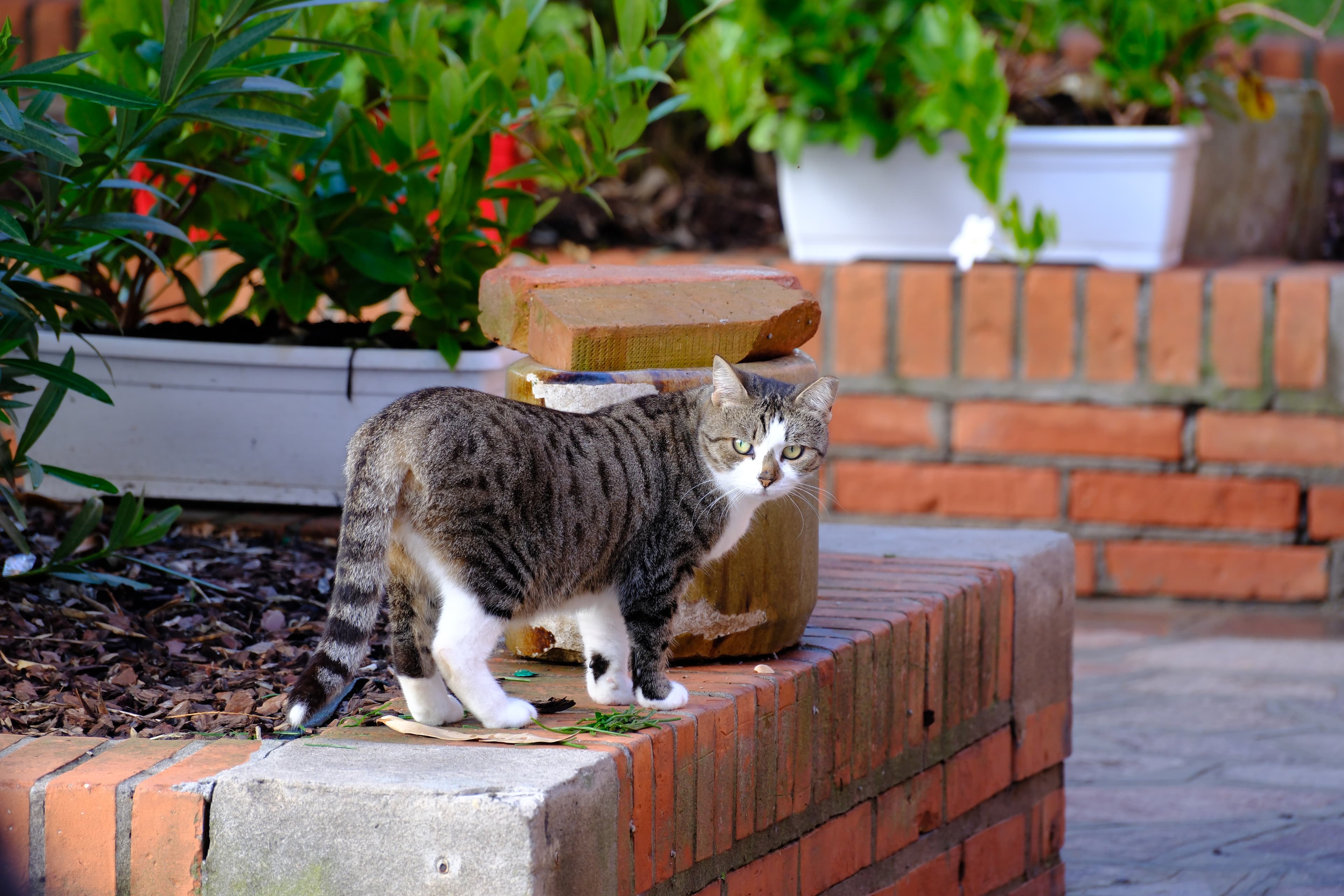 199mm · f/5 · 1/125s · ISO 400
FUJIFILM X-T5 · XF70-300mmF4-5.6 R LM OIS WR · Oct 18, 2024
Tabby cat with white paws on brick wall in Venice.
Venice, Italy
© Brandon Cook