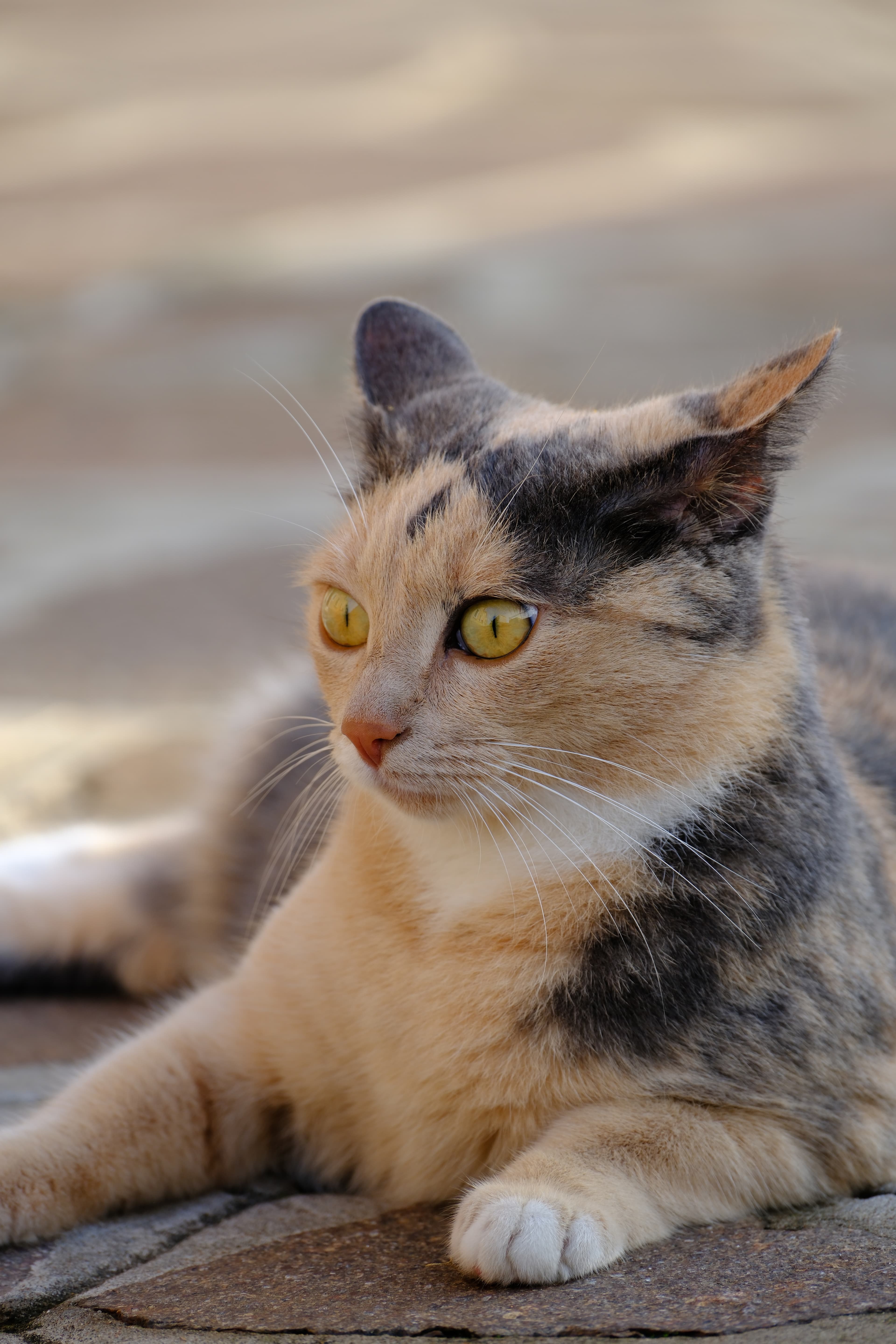 249mm · f/5.6 · 1/150s · ISO 125
FUJIFILM X-T5 · XF70-300mmF4-5.6 R LM OIS WR · Oct 18, 2024
Calico cat with yellow eyes rests in Venice, Italy.
Venice, Italy
© Brandon Cook