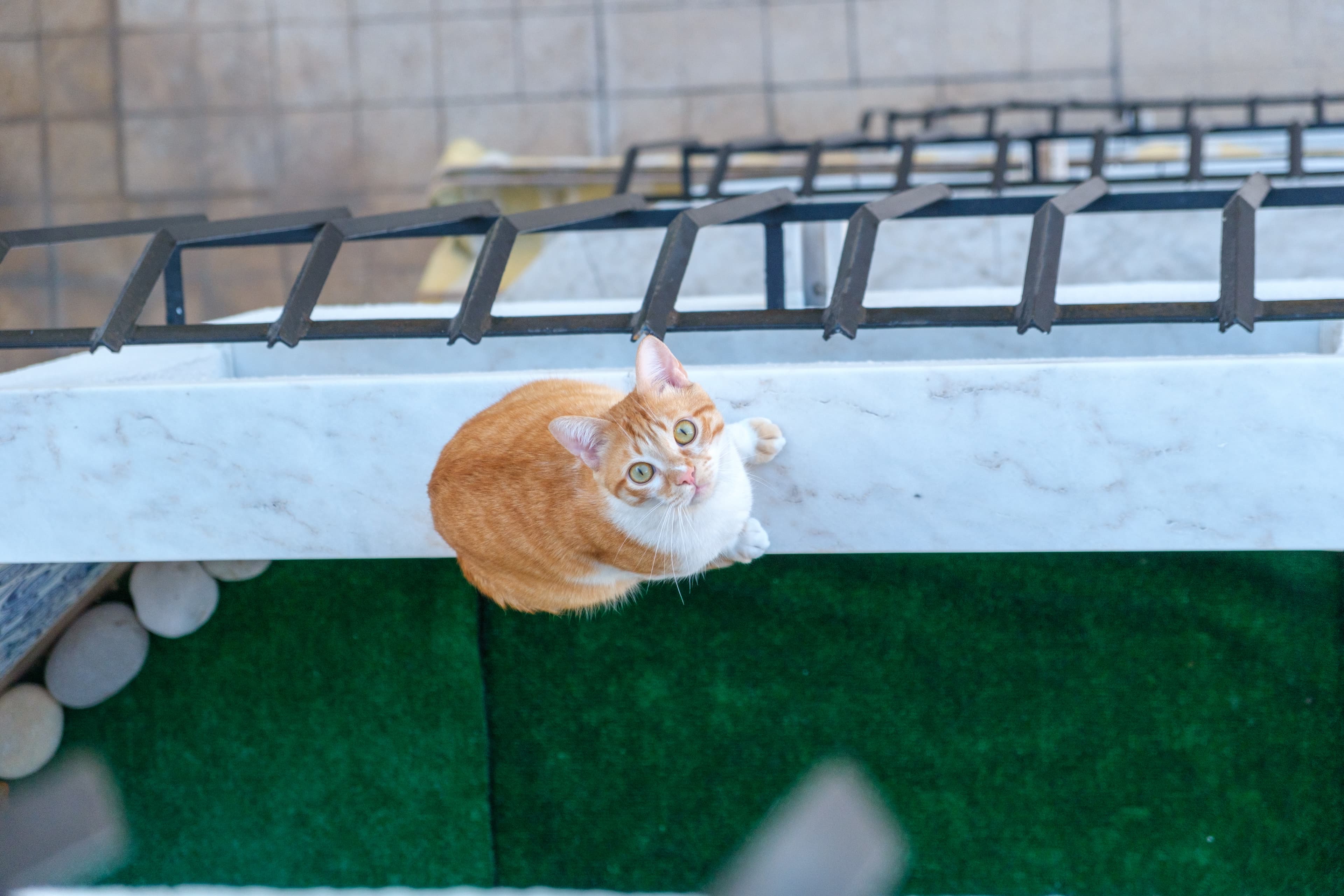 55mm · f/4 · 1/800s · ISO 400
FUJIFILM X-T5 · XF18-55mmF2.8-4 R LM OIS · May 10, 2024
Orange and white cat peering up from a Lisbon balcony.
Lisbon, Portugal
© Brandon Cook