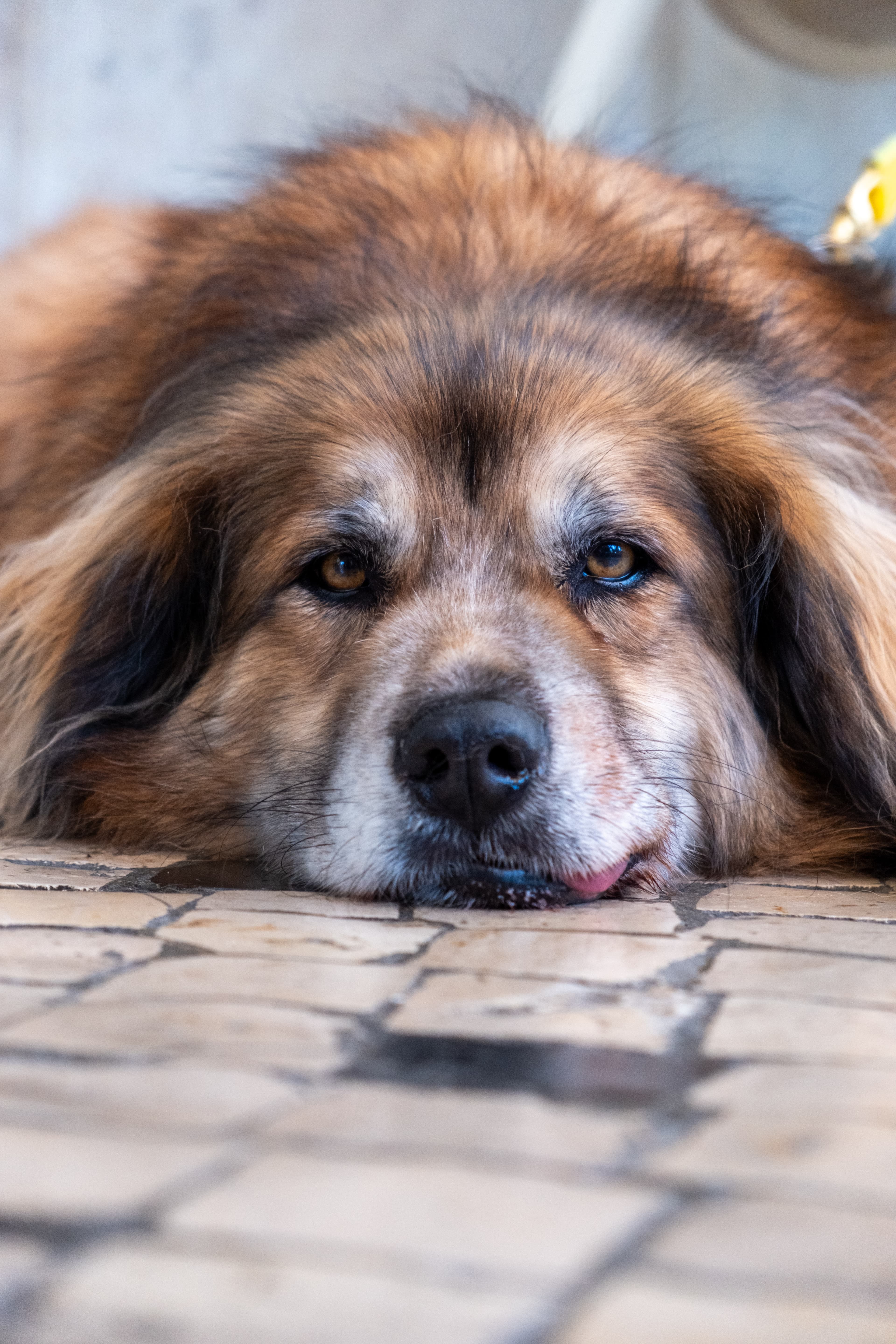 55mm · f/4 · 1/500s · ISO 800
FUJIFILM X-T5 · XF18-55mmF2.8-4 R LM OIS · May 11, 2024
Large fluffy dog resting on tiled pavement in Lisbon, Portugal.
Lisbon, Portugal
© Brandon Cook