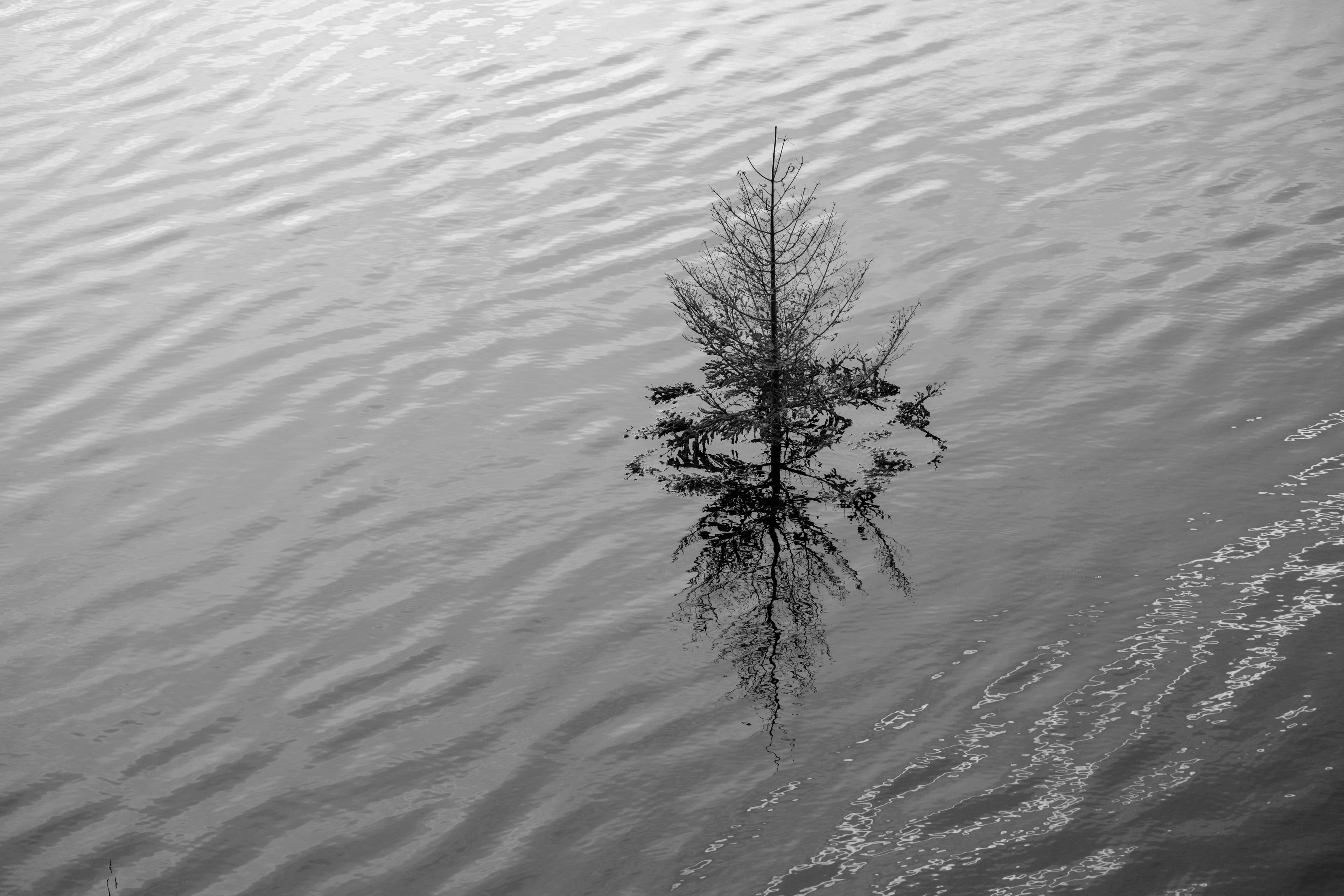 70mm · f/4 · 1/125s · ISO 400
FUJIFILM X-T5 · XF70-300mmF4-5.6 R LM OIS WR · Oct 21, 2024
Lone tree reflected in rippling black and white water.
Saanen, Switzerland
© Brandon Cook