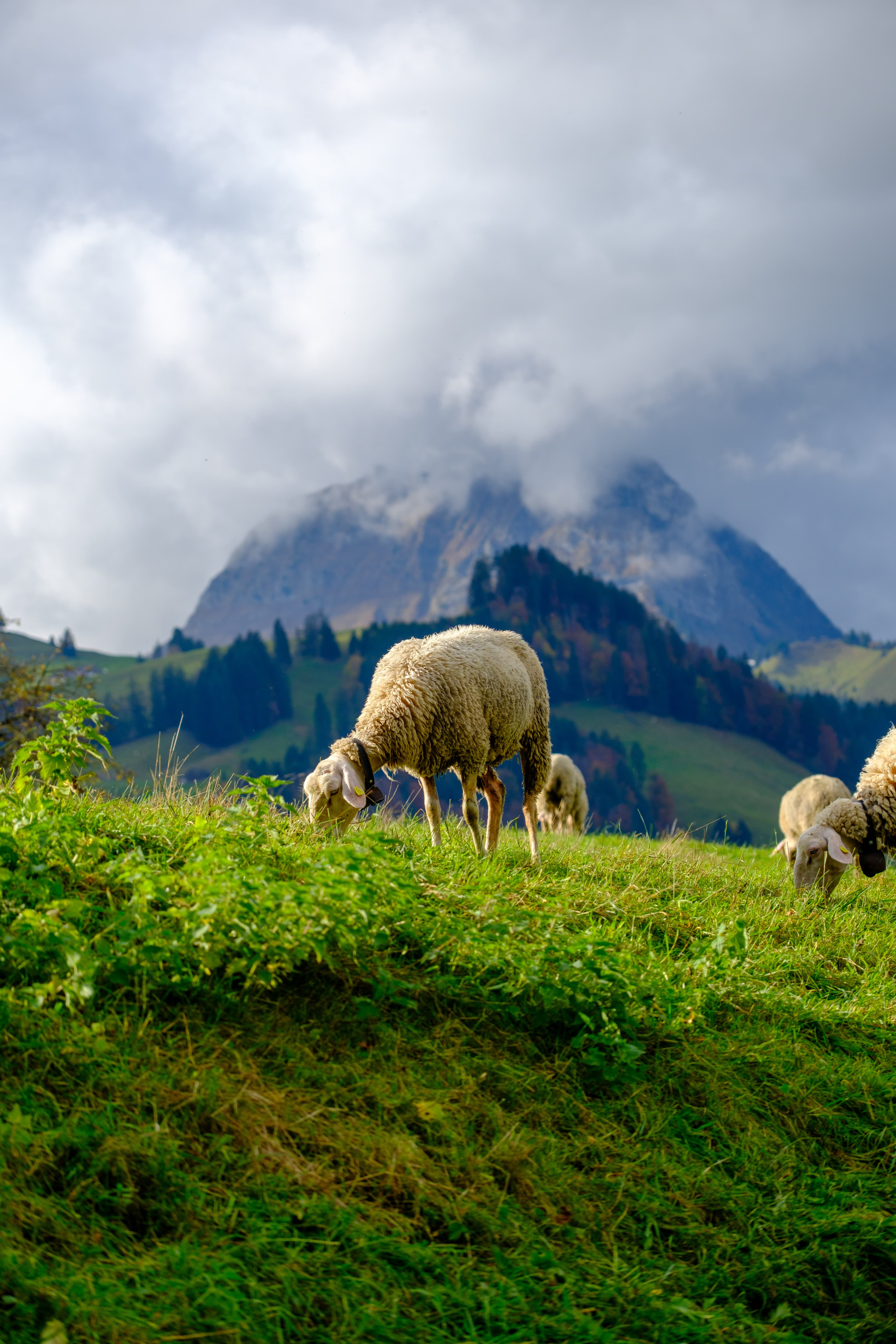 70mm · f/4 · 1/1000s · ISO 125
FUJIFILM X-T5 · XF70-300mmF4-5.6 R LM OIS WR · Oct 22, 2024
Sheep grazing on hills with mountain background in Gruyères, Switzerland.
Gruyères, Switzerland
© Brandon Cook