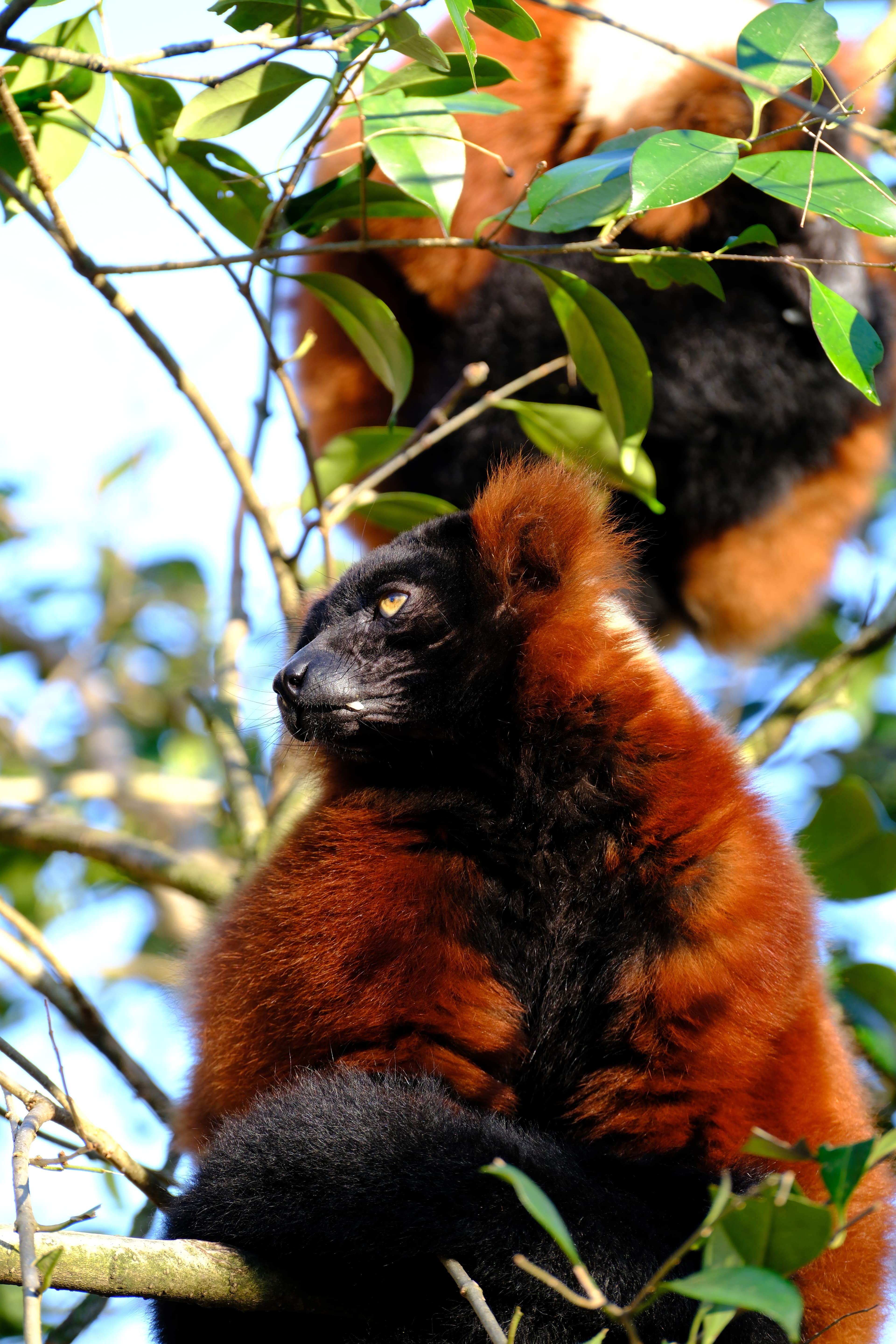 159mm · f/5 · 1/125s · ISO 250
FUJIFILM X-T5 · XF70-300mmF4-5.6 R LM OIS WR · Jan 11, 2025
Red ruffed lemur looking up while perched in a tree.
Artis Zoo, Netherlands
© Brandon Cook