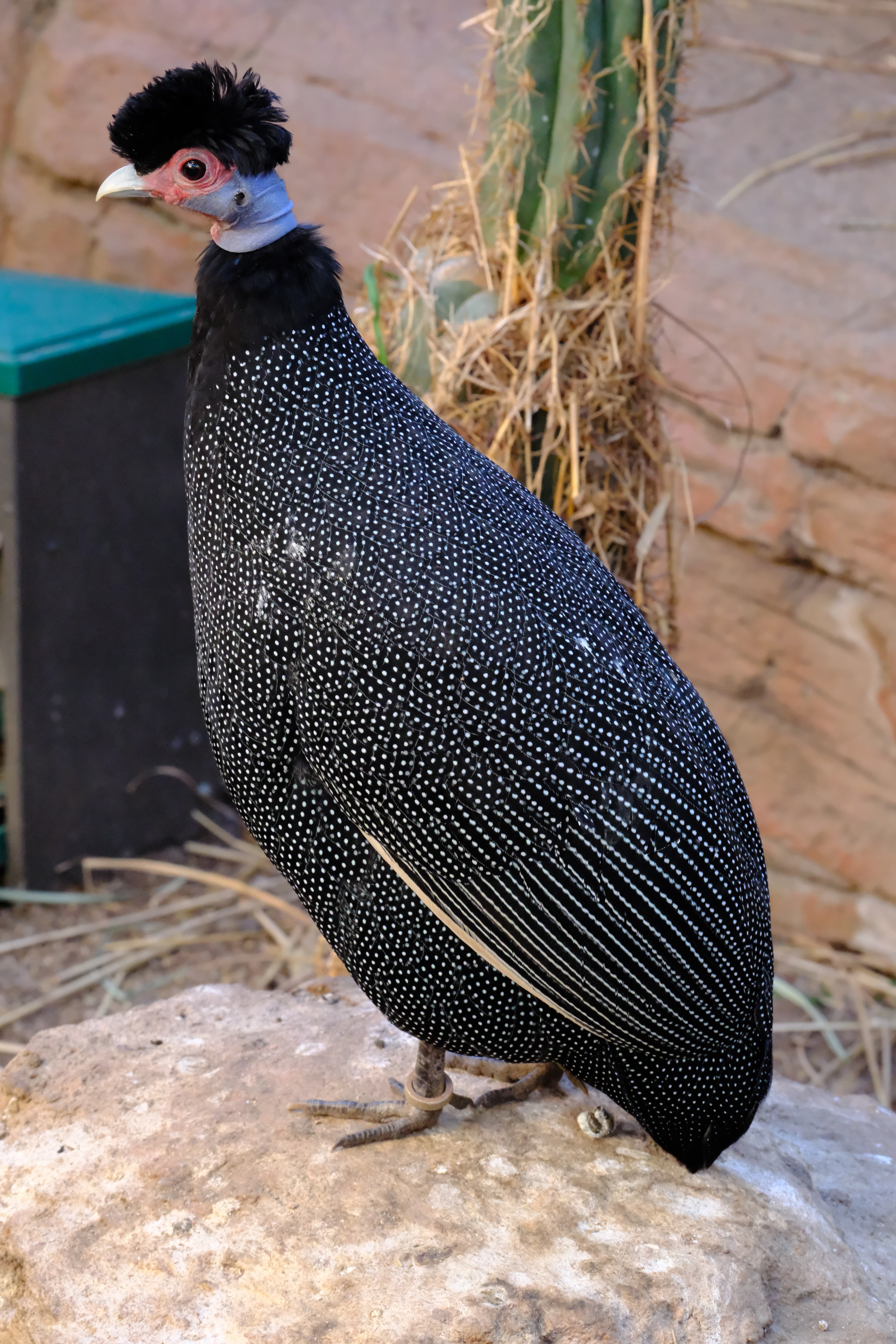 70mm · f/8 · 1/58s · ISO 6400
FUJIFILM X-T5 · XF70-300mmF4-5.6 R LM OIS WR · Jan 11, 2025
A crested guineafowl with curly black crest and spotted feathers.
Artis Zoo, Netherlands
© Brandon Cook