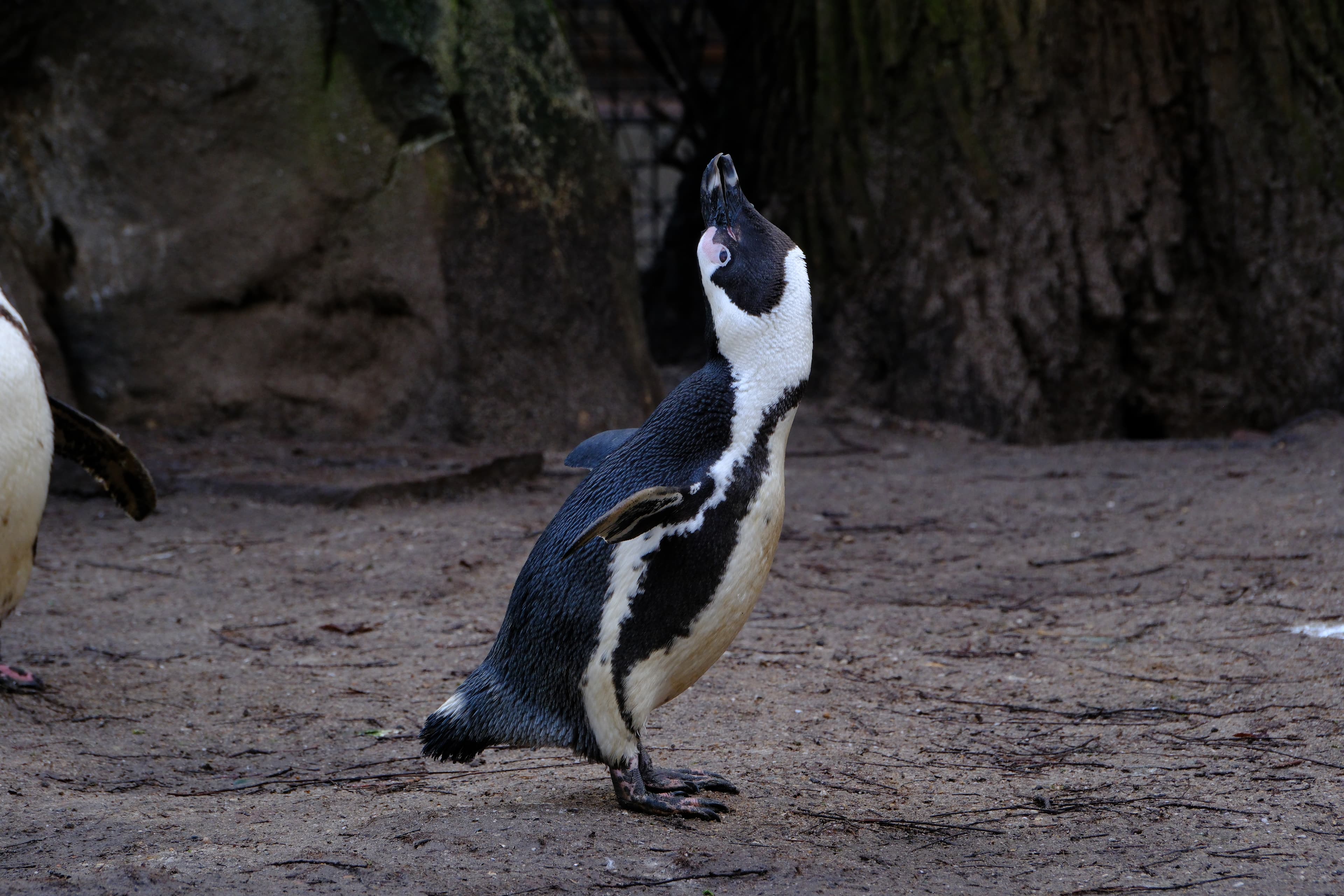 178mm · f/6.4 · 1/125s · ISO 800
FUJIFILM X-T5 · XF70-300mmF4-5.6 R LM OIS WR · Jan 11, 2025
An African penguin looking upward in Artis Zoo, Netherlands.
Artis Zoo, Netherlands
© Brandon Cook