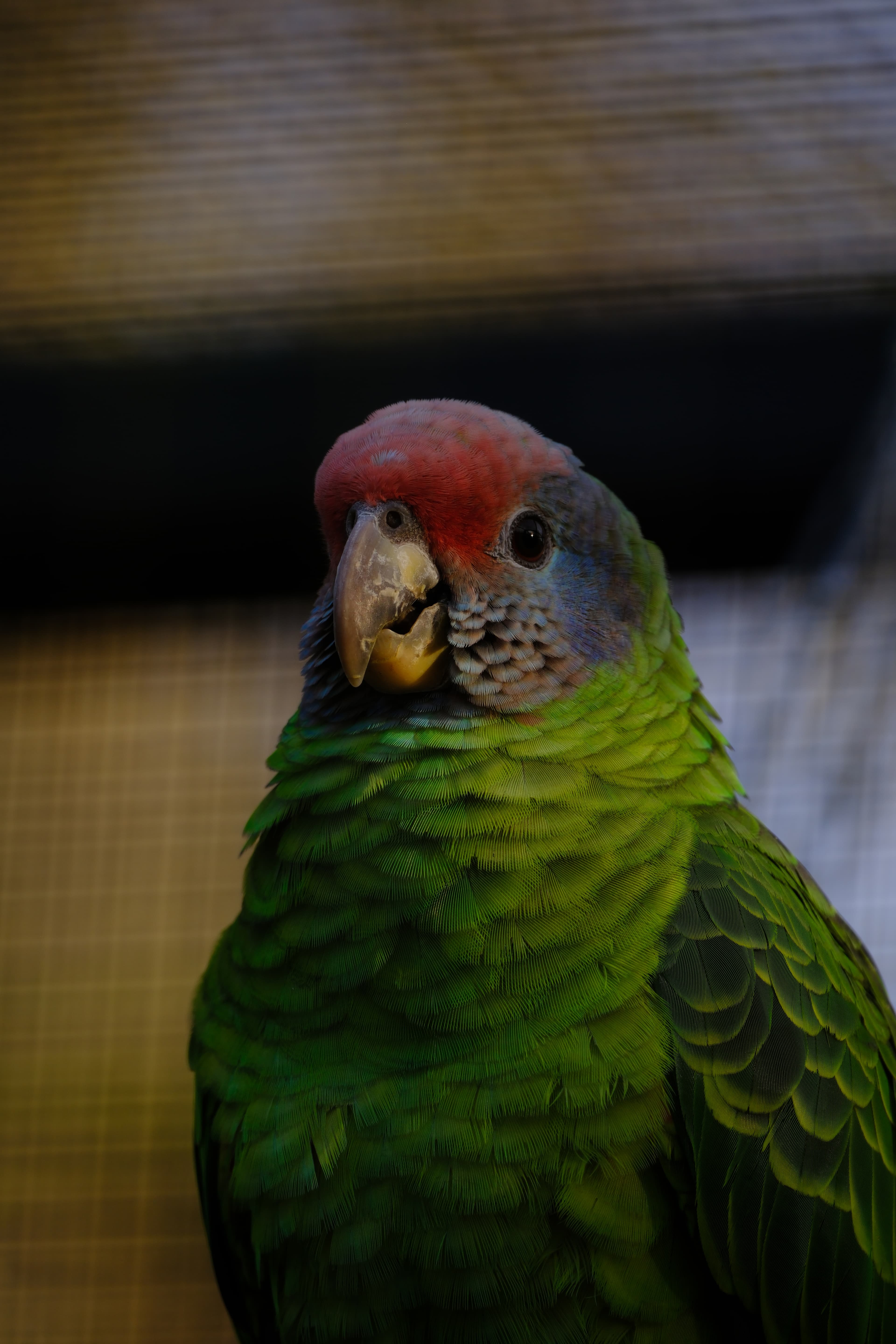 300mm · f/5.6 · 1/125s · ISO 160
FUJIFILM X-T5 · XF70-300mmF4-5.6 R LM OIS WR · Jan 11, 2025
Colorful green parrot with a red face in Amsterdam.
Artis Zoo, Netherlands
© Brandon Cook