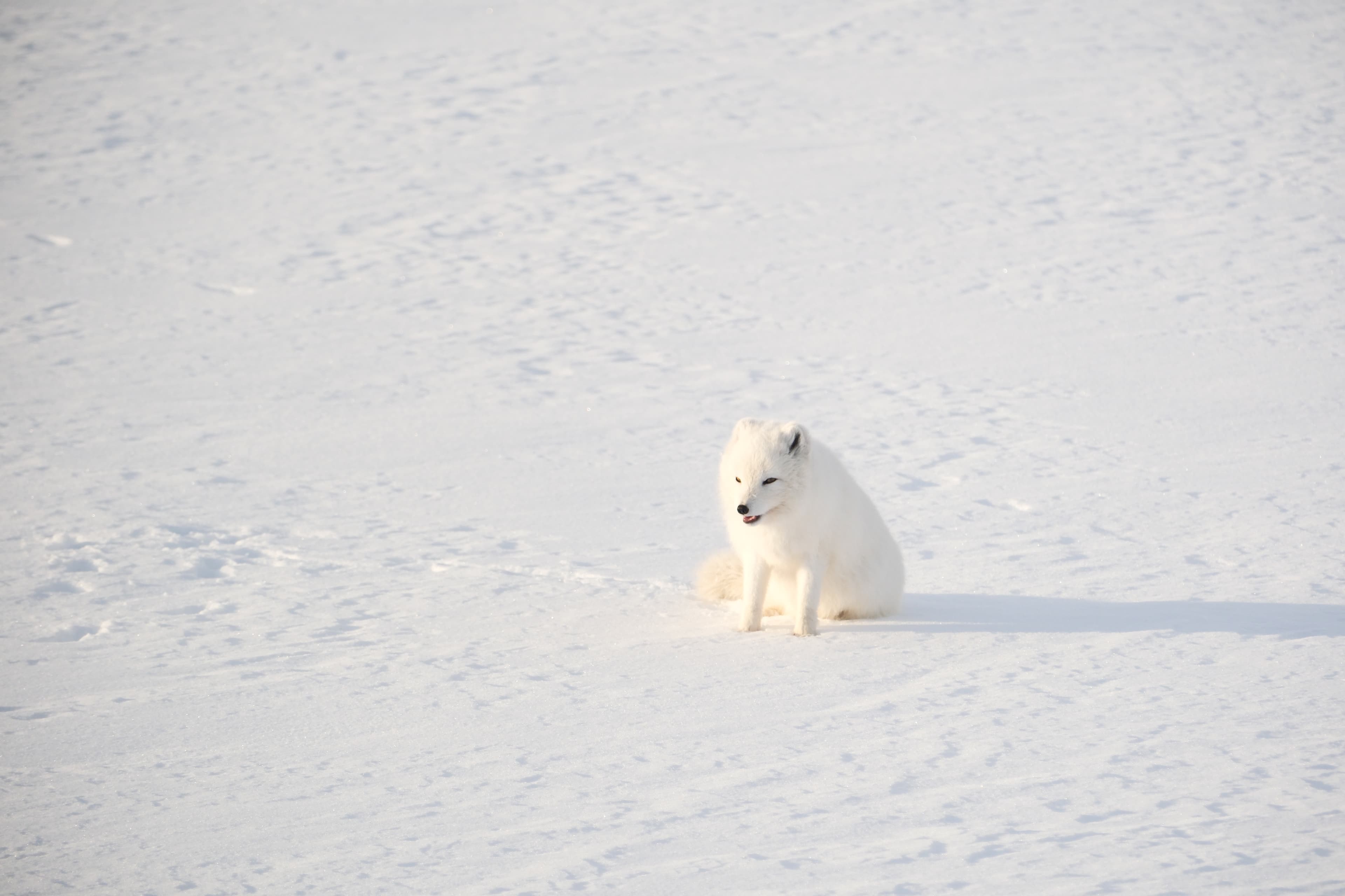 300mm · f/5.6 · 1/125s · ISO 1000
FUJIFILM X-T5 · XF70-300mmF4-5.6 R LM OIS WR · Jan 26, 2025
A white arctic fox sitting in a snowy Icelandic landscape.
Mýrdalsjökull, Iceland
© Brandon Cook
